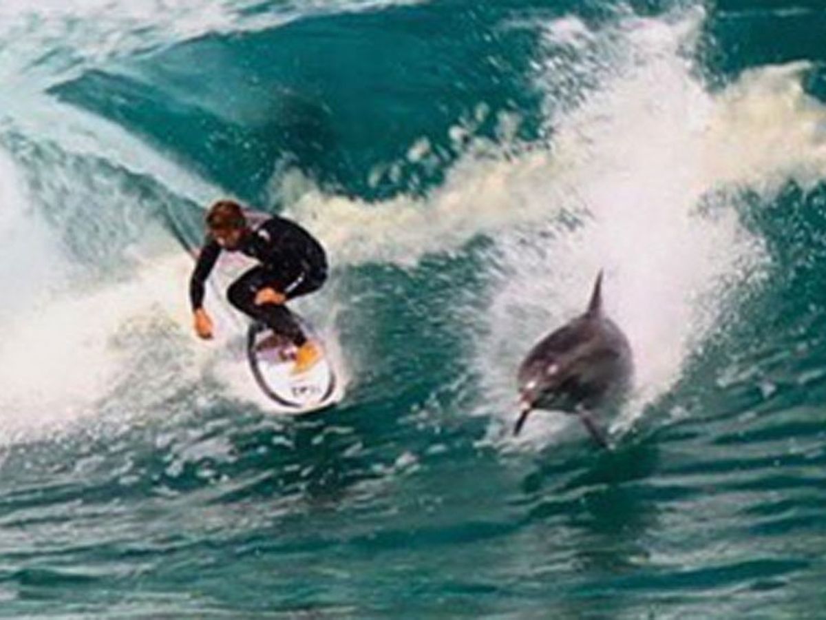 Dolphins versus Humans Surfing at Byron Bay, Australia : r/pics