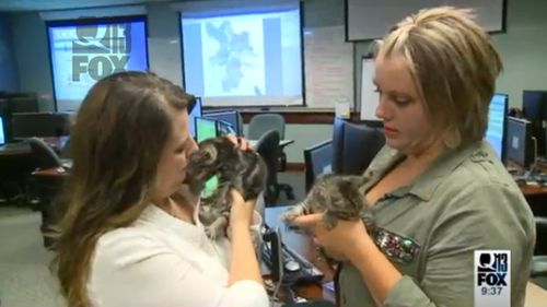 911 operators take matters into their own hands after caller reports box of abandoned kittens