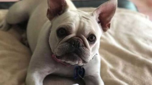 One of the French bulldogs up for adoption for $4500 in Queensland.