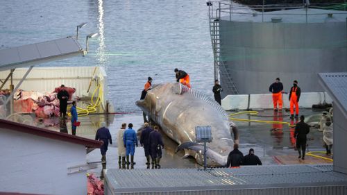 The whale has been positively identified by experts as a blue whale, according to Sea Shepherd. Picture: Facebook/Hard to Port