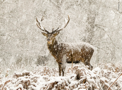 Joshua Cox's submission to Wildlife Photographer of the Year