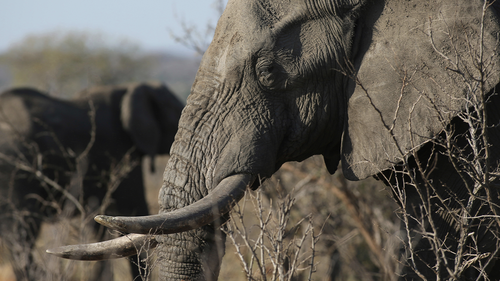 In this photo taken Friday, Sept. 30, 2016, an elephant walks through the bush at the Southern African Wildlife College on the edge of Kruger National Park in South Africa. As teams of poachers stalk rhinos and elephants in the park, wildlife officials are turning to nearby communities to help stop the slaughter by using local knowledge to deter poachers, not join them. (AP Photo/Denis Farrell)