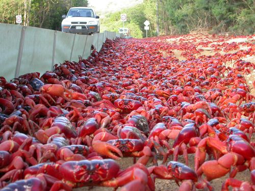 Barriers have also been erected to prevent crabs spilling onto the road.