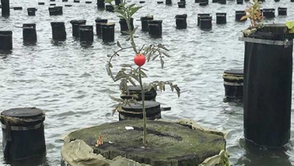 Brooklyn Bridge Park tomato plant