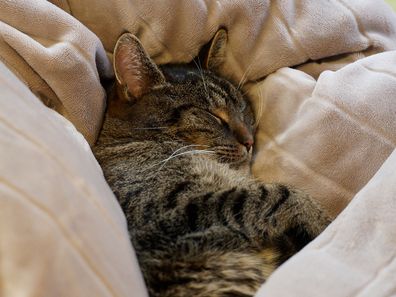 Cat resting on a cozy bed amidst pillows and a soft sheet