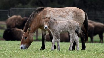 Monarto Safari Park is celebrating the first Przewalski foal since 2017.