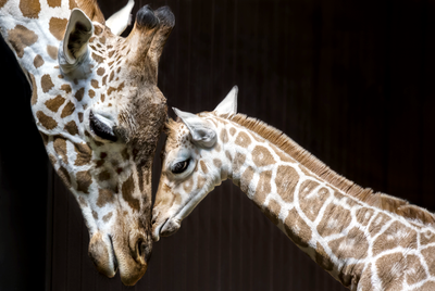 Female giraffes mourn
their lost young