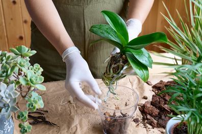 Indoor plants, houseplants