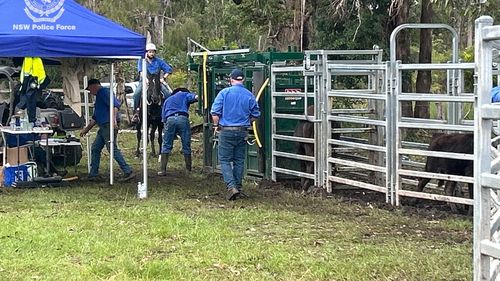 Aï»¿ man has been charged after allegedly stealing Wagyu cattle, semen and embryos from a farm in the NSW countryside. The investigation into alleged fraud and stolen genetics from a cattle farm in Grafton began in 2024. 