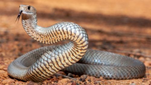 Australian Eastern Brown Snake in defence stance
