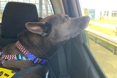 Jackson enjoying a car ride.