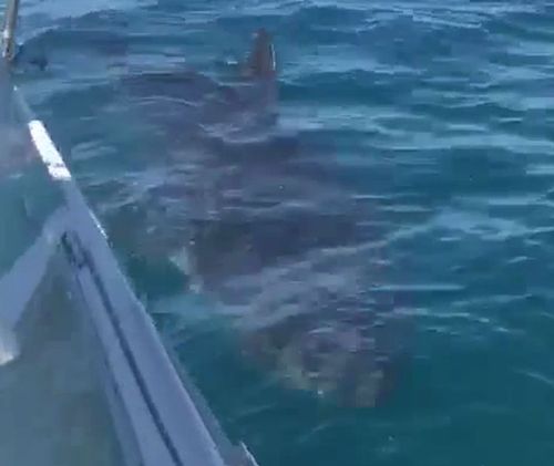 The shark spent 20 minutes circling the boat. (Supplied)