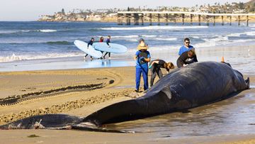 Researchers from NOAA Southwest Fisheries Science Center inspected a 52-foot-long female fin whale that died and washed onto Mission Beach on Sunday, Dec. 10, 2023, in San Diego. Officials said there were no obvious signs leading to a cause of death. (K.C. Alfred/The San Diego Union-Tribune via AP)