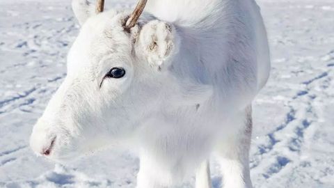 The rare white reindeer’s coat is due to a genetic mutation. (Caters)