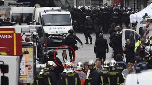 Hero police dog killed in Paris apartment raid