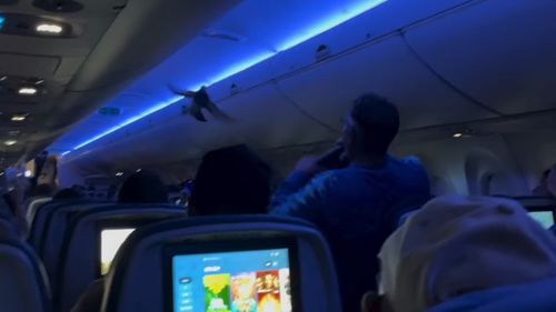 The Delta Airlines flight from ï»¿Minneapolis to Madison, Wisconsin, was delayed on Saturday (local time) when two pigeons started flying through the cabin. 