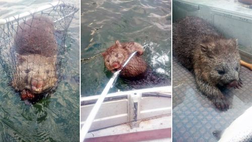 Tasmanian fishermen make catch of the century with record wombat haul