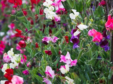 Sweet pea in colorful flowers - Cornwall, Great Britain