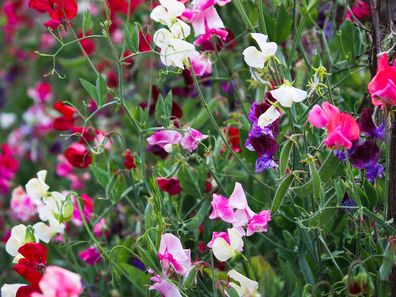 multicolored blooming sweet peas - Cornwall, UK