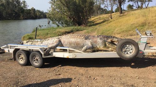 The 5.2m crocodile was taken to the nearby Koorana Crocodile Farm where it will be buried once a necropsy is carried out. (Queensland Police)