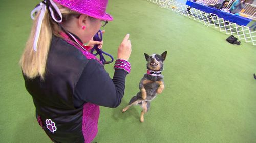 Deb Harvey and her Australian cattledog Tia took home the Top Dog prize at Dances with Dogs in Victoria. Picture: 9NEWS