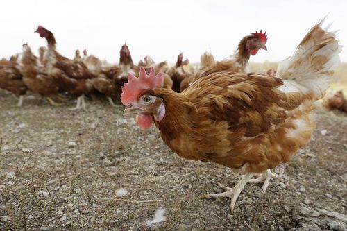 Avian influenza Australia - Figure 3