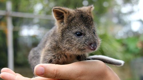'Horrific acts of cruelty': Western Australia police investigating slaughter of five quokkas