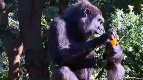 Baby gorilla due at Melbourne Zoo