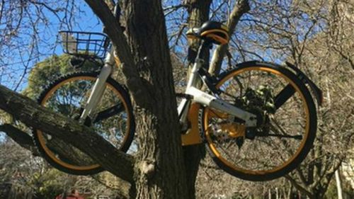 Several oBikes have ended up in trees or tossed in the Yarra River. (9NEWS)