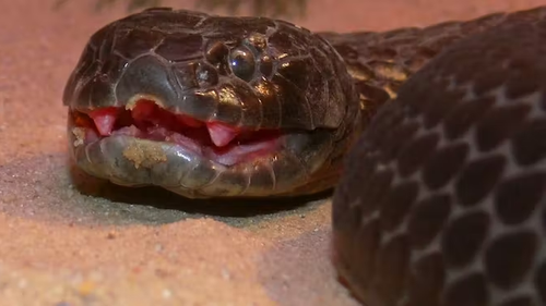 Tiger snakes on the mainland typically feed on much smaller creatures.