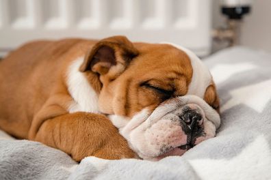 Dog sleeping