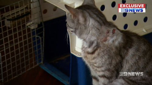 Vincent the cat was shot in the neck by an arrow. (9NEWS)