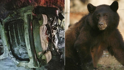 Bear falls on moving police car in California, causes a fiery wreck and small bushfire 