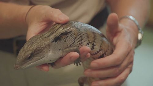 "Dusty" the blue-tongued lizard is now in the hands of carers at Australia Zoo. (9NEWS)