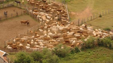A cattle farm in Bourail.