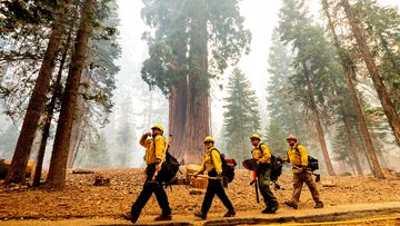 Historic drought tied to climate change is making wildfires harder to fight. It has killed millions of trees in California alone.