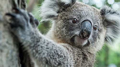 Koala (Getty)