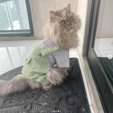 Kate Beckinsale's pet cat Clive dressed up in dungarees.
