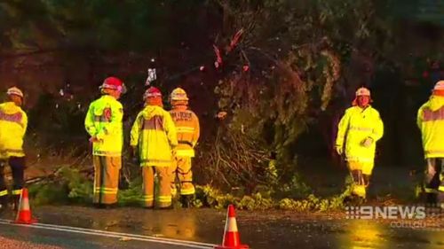 A tree was brought down in Lane Cove. (9NEWS)