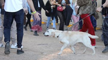 A sniffer dog at Splendour in the Grass Festival in northern NSW.