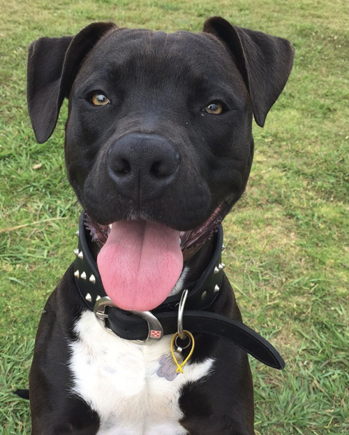 Thor has already been deemed "dangerous" by Waverly Council after mauling another dog in April at Bronte Beach in Sydney's eastern suburbs.