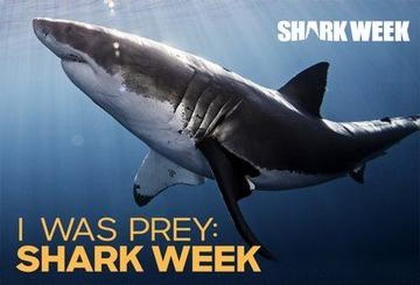 I Was Prey: Shark Week