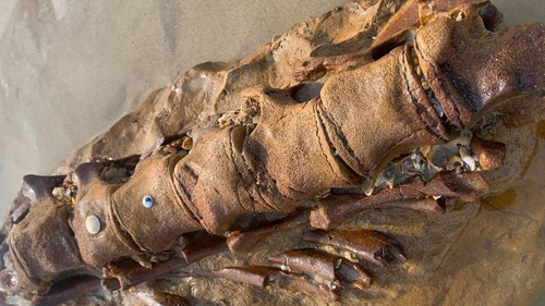 Ancient whale fossil