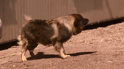 The Illoskis have a guard dog for the property.