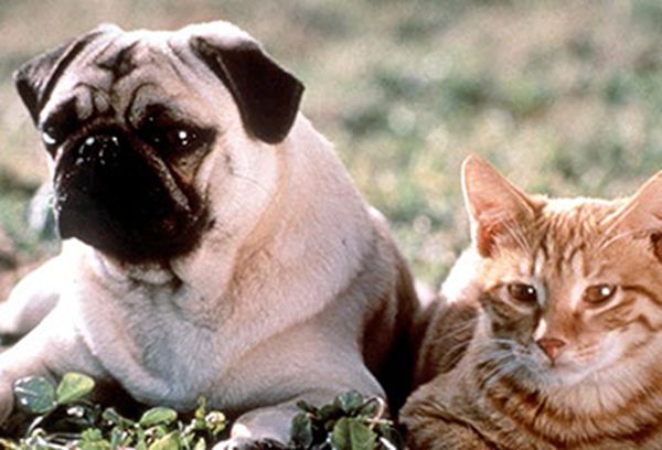 The Adventures of Milo and Otis