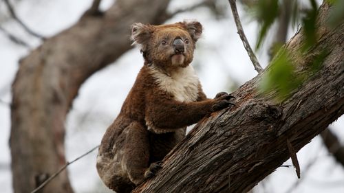 A koala affected by the recent bushfires is released back into native bushland following treatment.