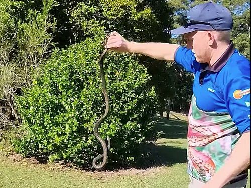 Stuart McKenzie from Sunshine Coast Snake Catchers 24/7 has told 9News he's been called out to several homes with eastern brown snakes in the past couple of days alone.