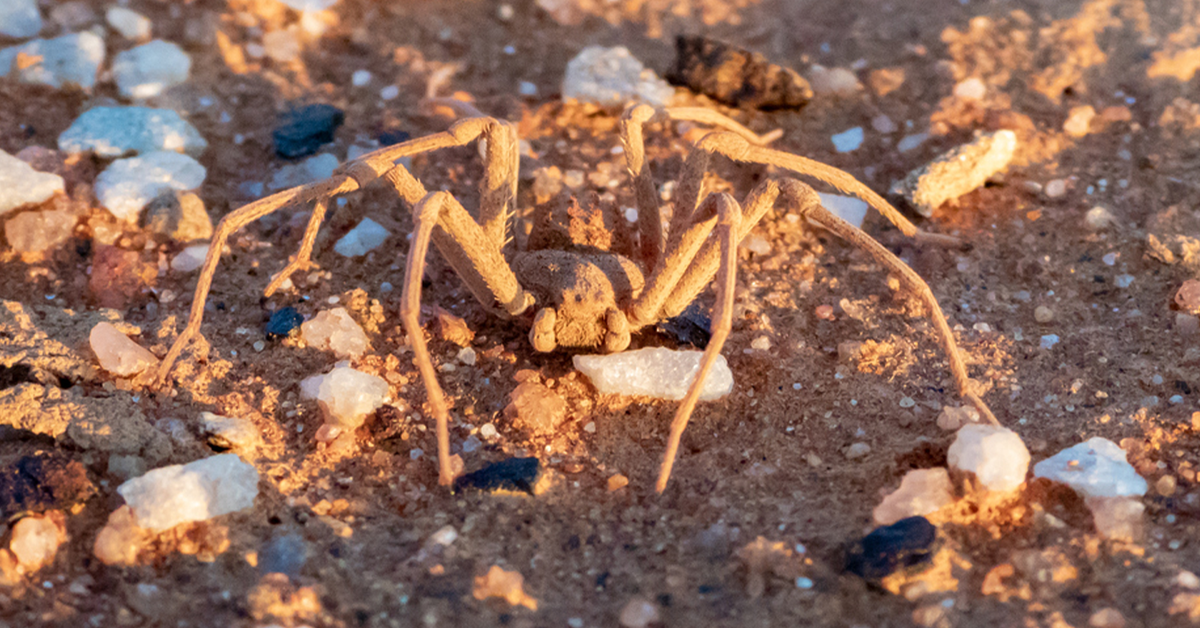 Deadliest spiders in the world: The world’s most dangerous spiders including the Red-headed Mouse Spider Six-Eyed Sand Spider and more | In pictures – 9News