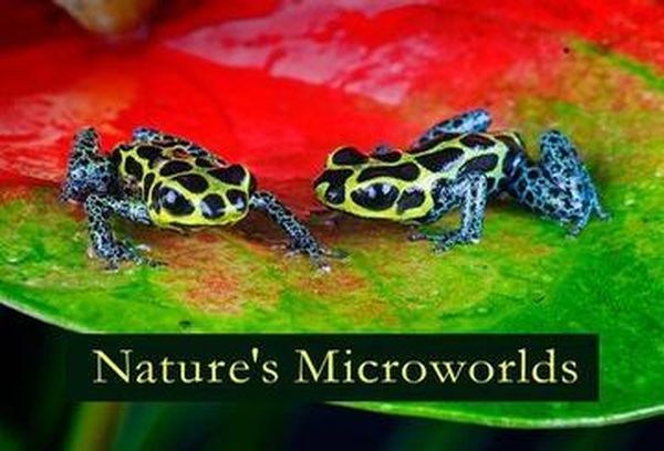 Nature's Microworlds