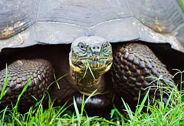 Turtles are an order of reptiles collectively known by what scientific name?